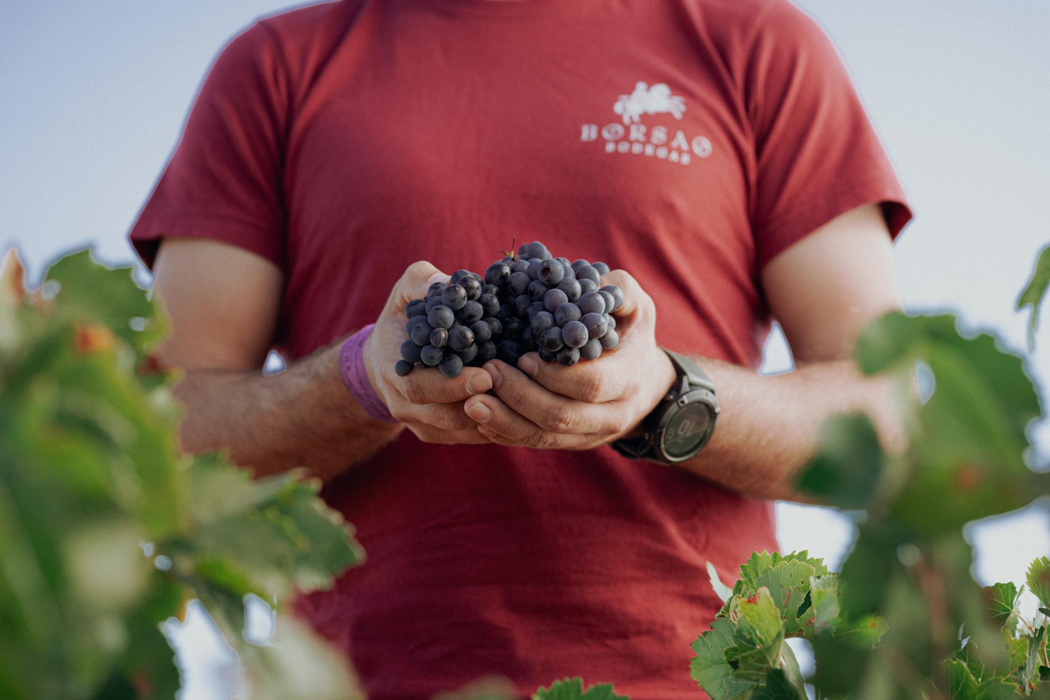 Trabajador de Bodegas Borsao sosteniendo uvas tintas recién recolectadas en el viñedo